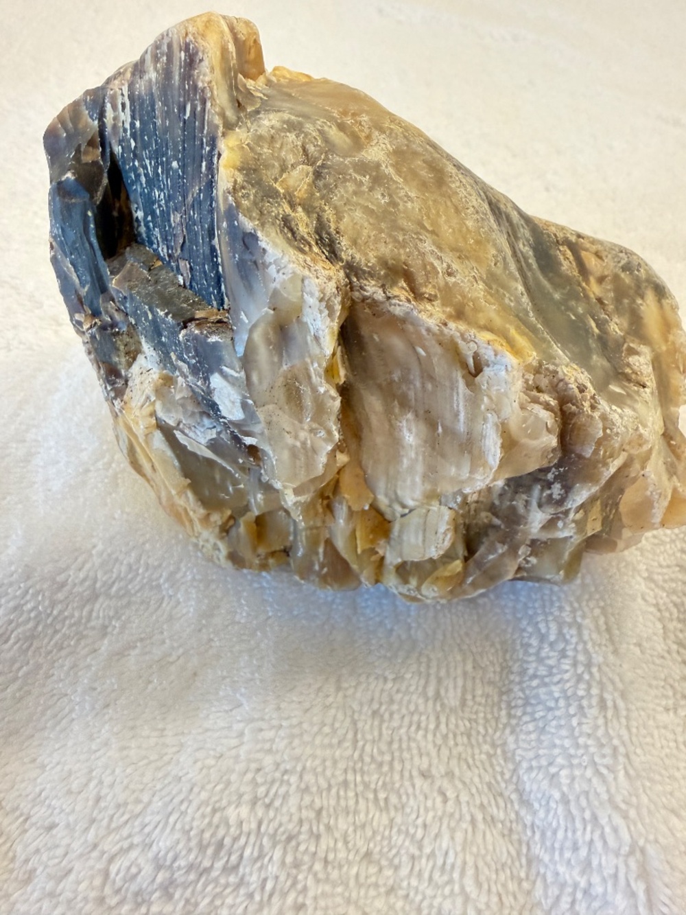 Where Is This From? Big Specimen of Petrified Wood - Picture 3 of 10
